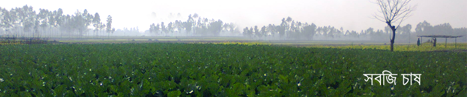 সবজি চাষ