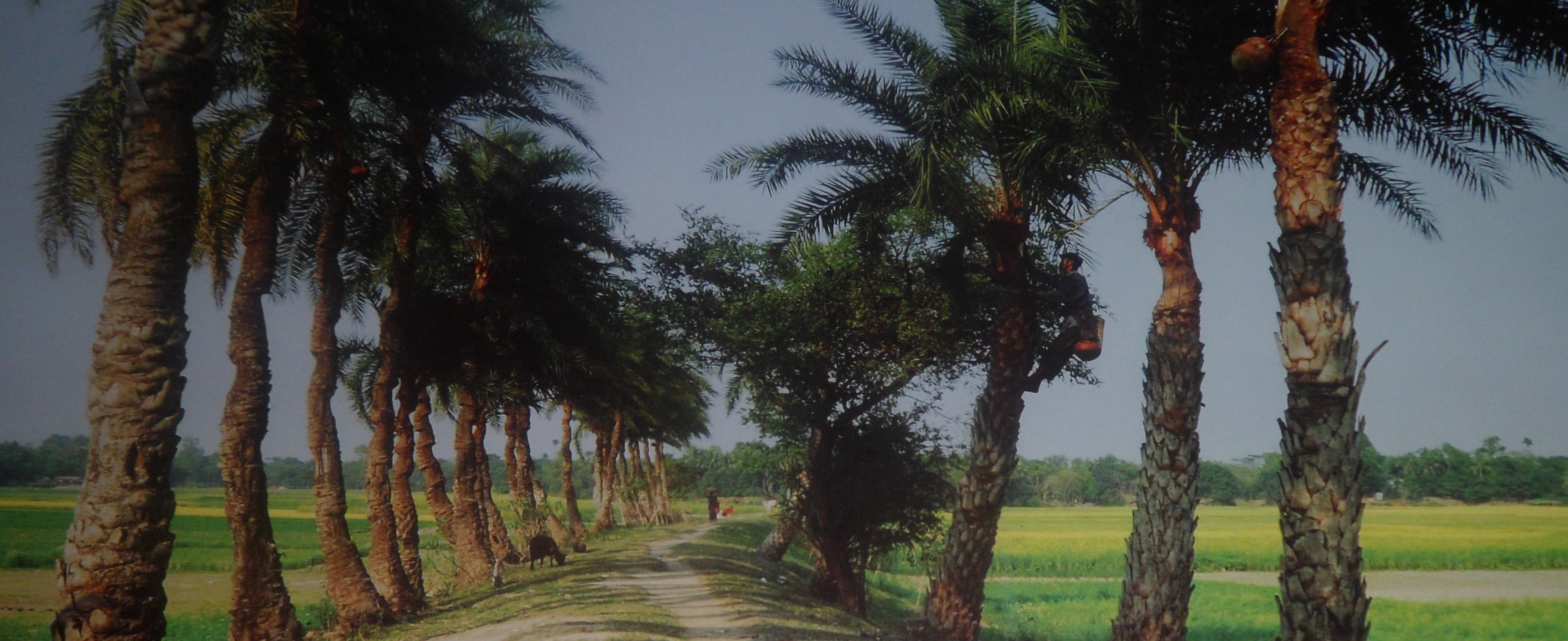 chairduani