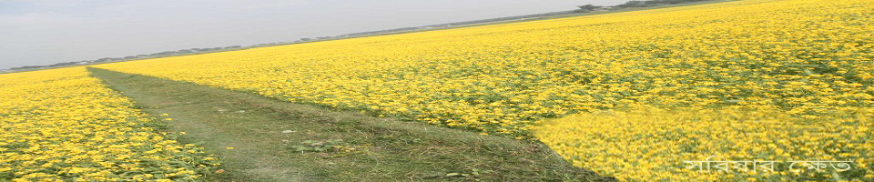 সরিষার ক্ষেত