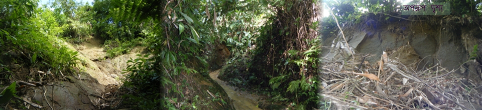 চারিকাটা ইউনিয়নের অপরূপ দৃশ্য