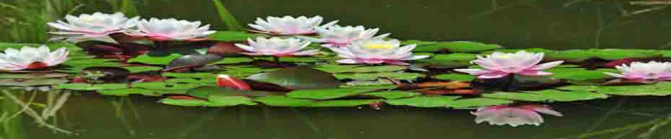 চরজব্বর ইউনিয়ন শাপলা ফুলের দৃশ্য