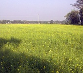 কৃষি ও প্রাণি সম্পদ