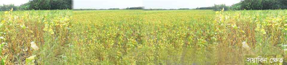 চর কাদিরার সয়াবিন