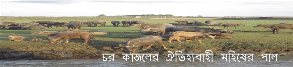 মহিষের পাল