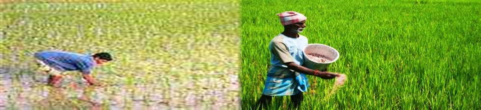 চাড়োল ইউনিয়নের কৃষির অবস্থা