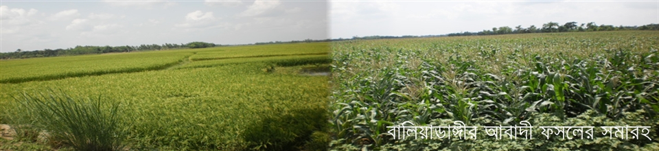 চাড়োল