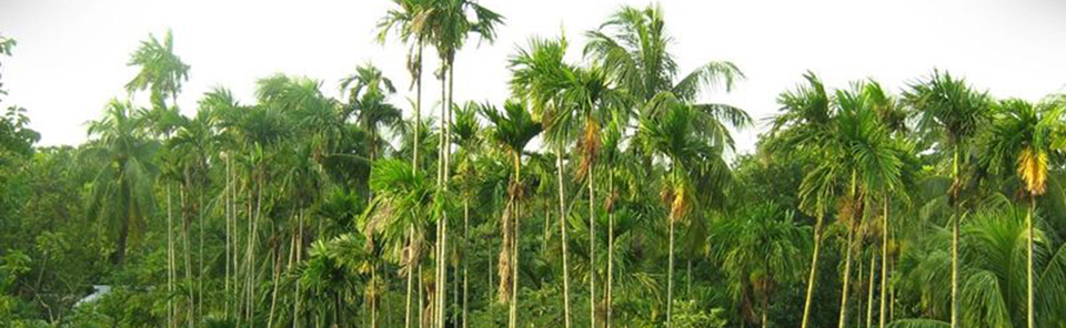 নারিকেল ও সুপারির বাগান