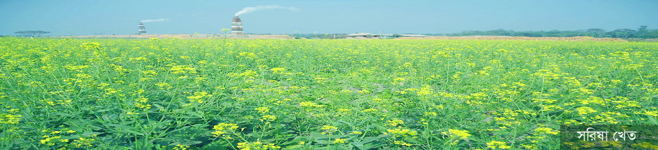 সরিষা ক্ষেত