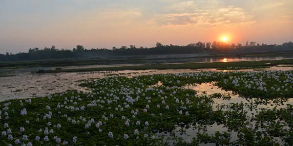 চাকোন দাহ বিল