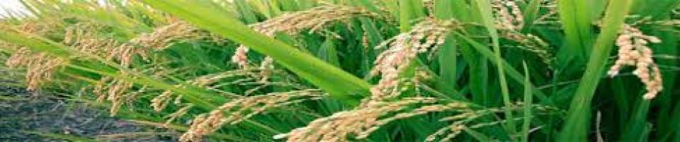 ধান ক্ষেত