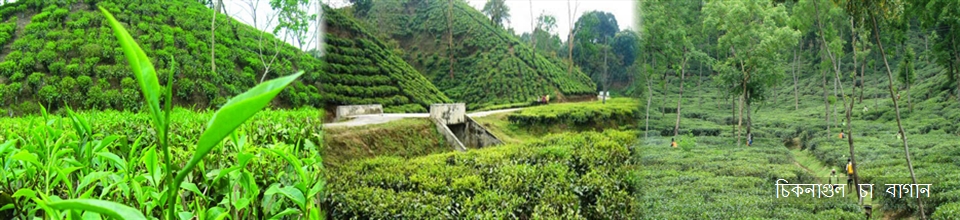 চিকনাগুল চা বাগান