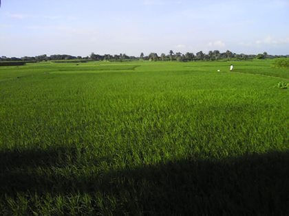 কৃষি ও প্রাণিসম্পদ চিংড়াখালী ইউনিয়ন