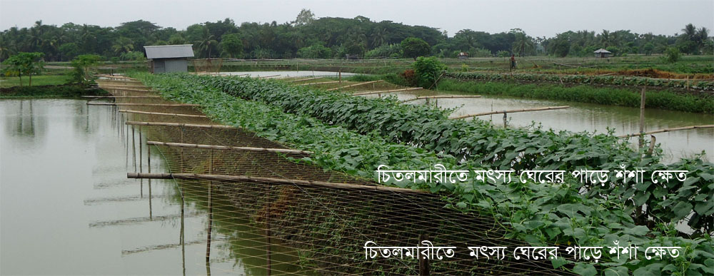 চিতলমারীর বৈশিষ্ঠ্যপূর্ণ শব্জী বাগান