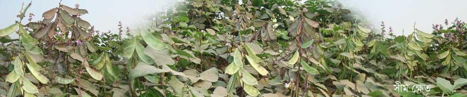 সিম ক্ষেত এর ছিবি।