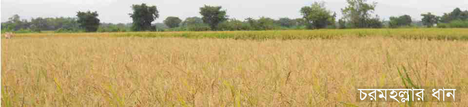 চরমহল্লার ধান