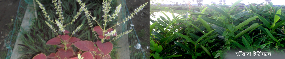 ব্যানার