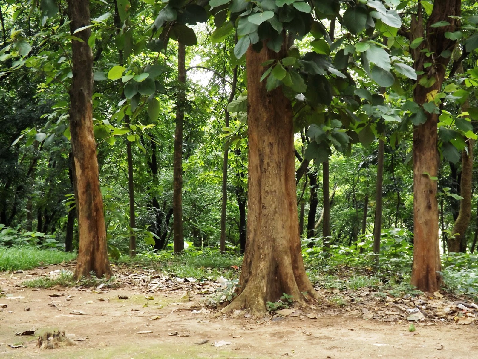 সেগুন কাঠের বাগান