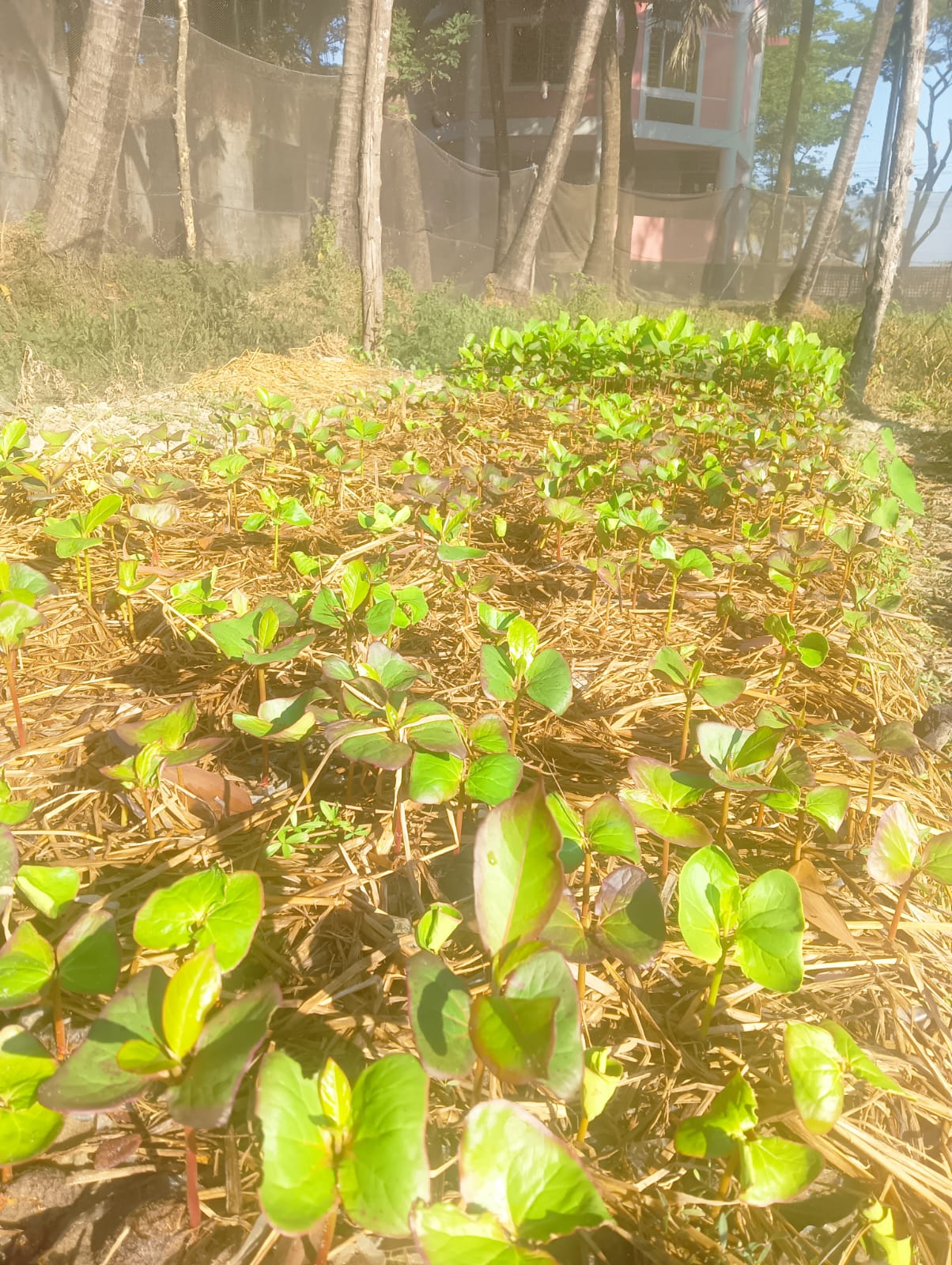 ২০২৫-২৬ সনের নার্সারি, কুতুবদিয়া, কক্সবাজার।