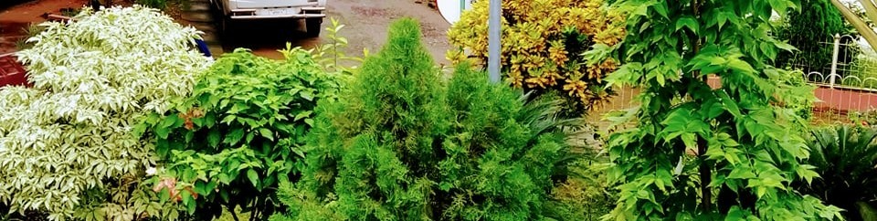 উপজেলা পরিষদ কমপ্লেক্স