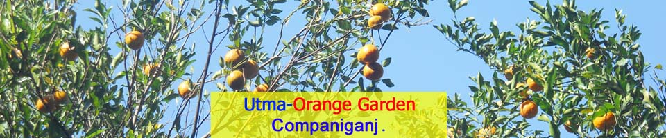 Orange Garden
