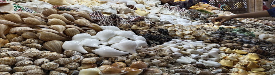 শামুক ও ঝিনুক