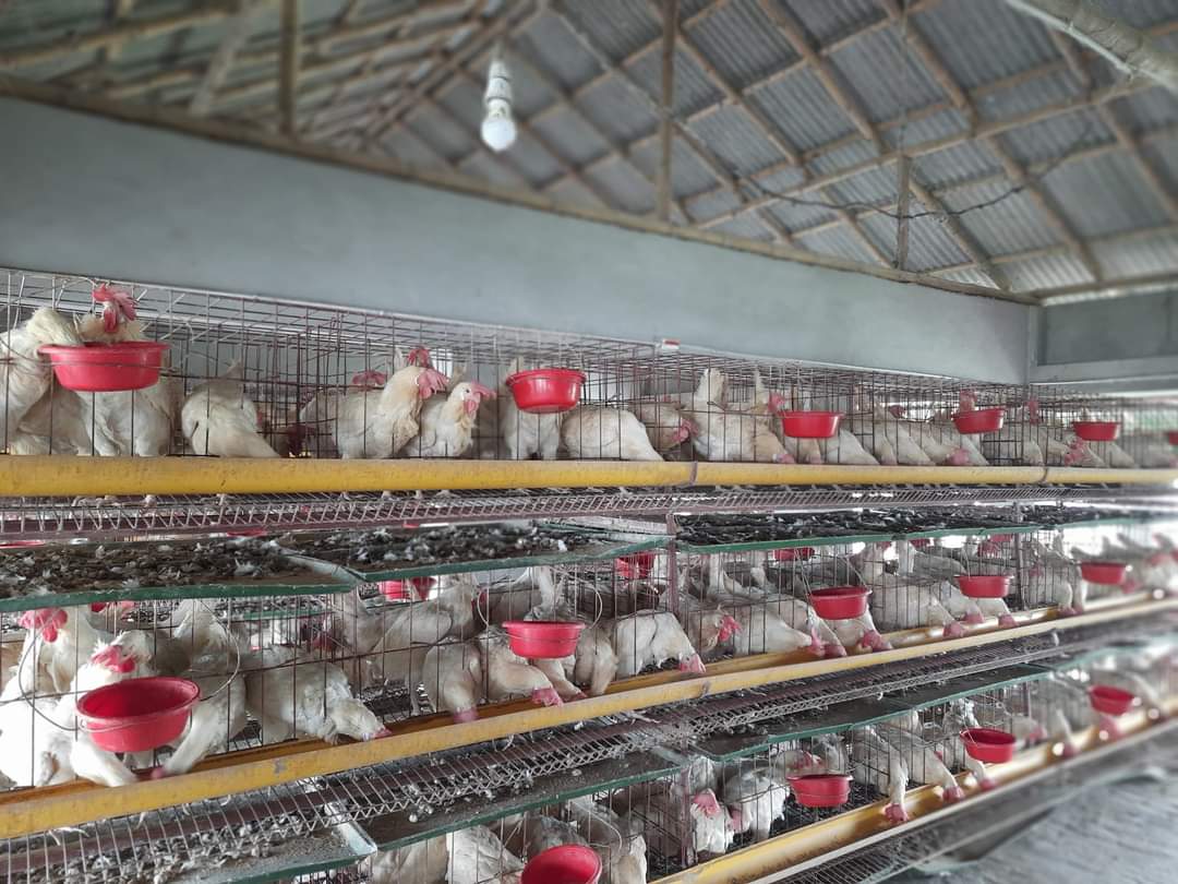 উন্নয়ন কাজ পরিদর্শন