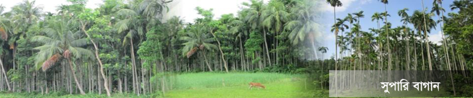 সুপারি বাগান