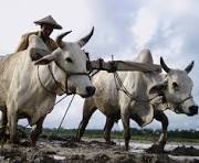 উপজেলা সমবায় অফিস