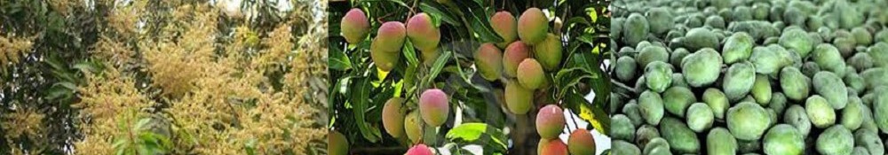 রাজশাহীর আম
