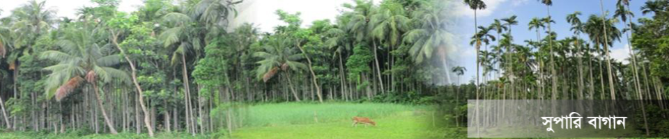 সুপারির বাগান