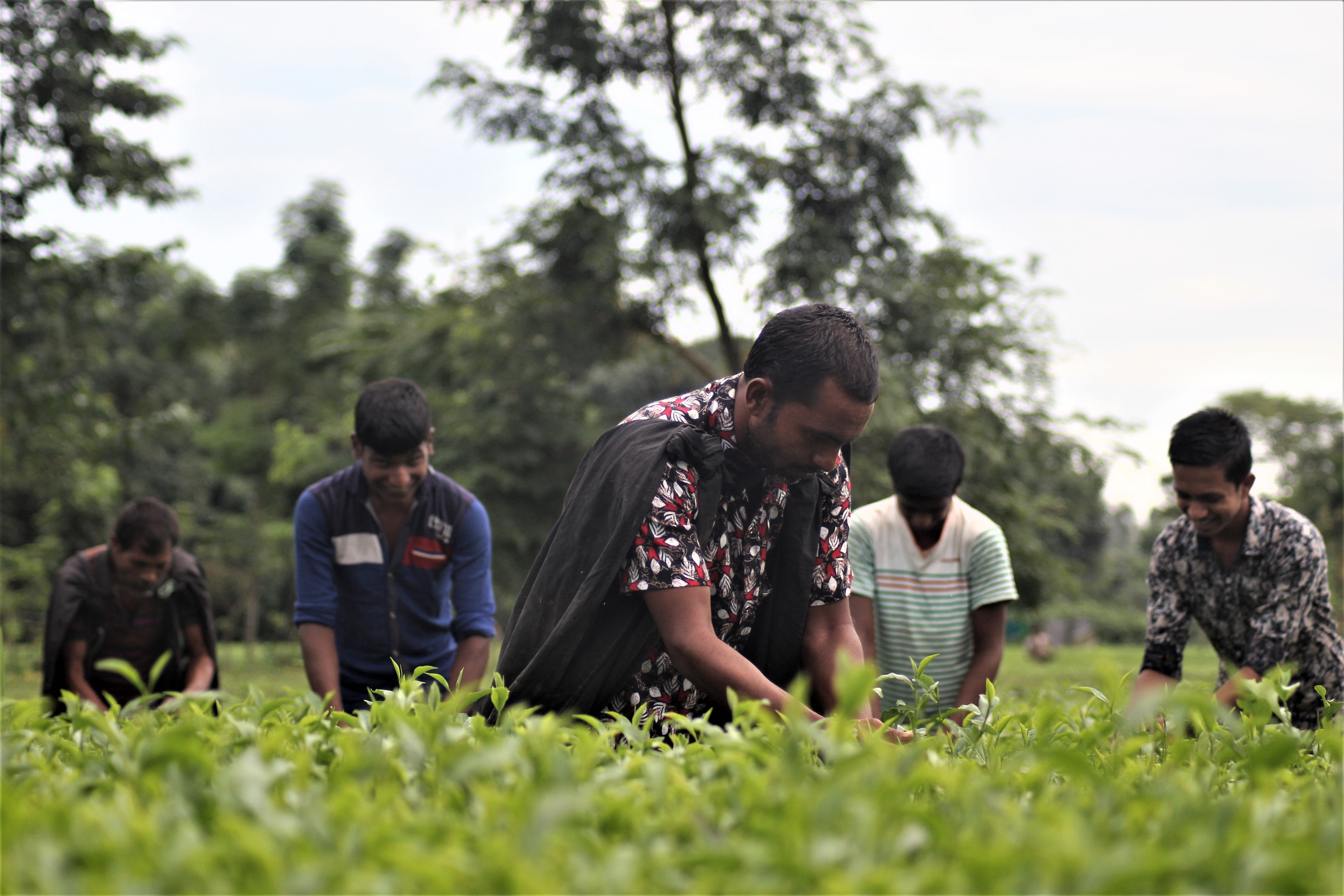 সমবায়ীদের চা উত্তোলন