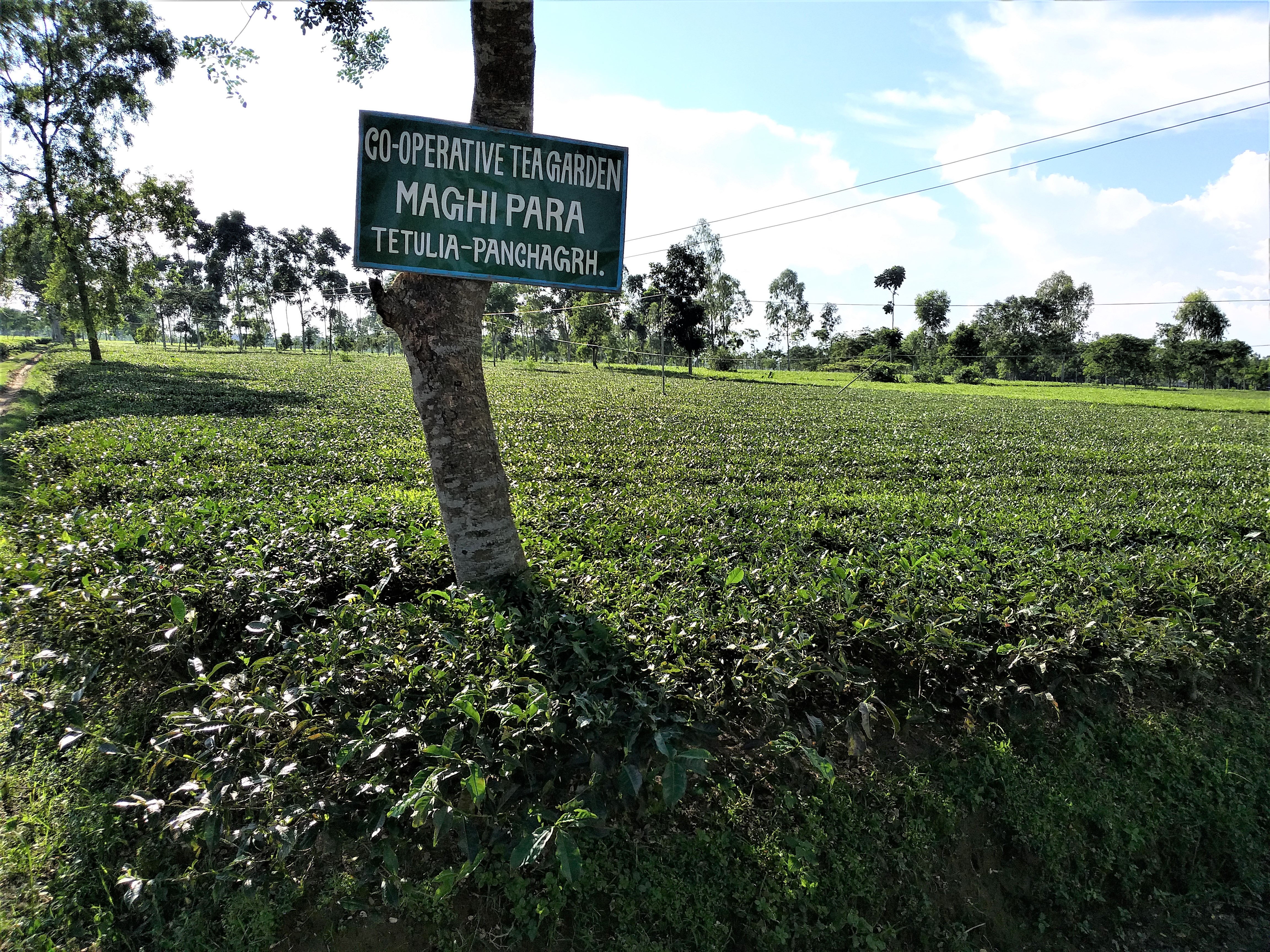 সমবায় চা বাগান-১