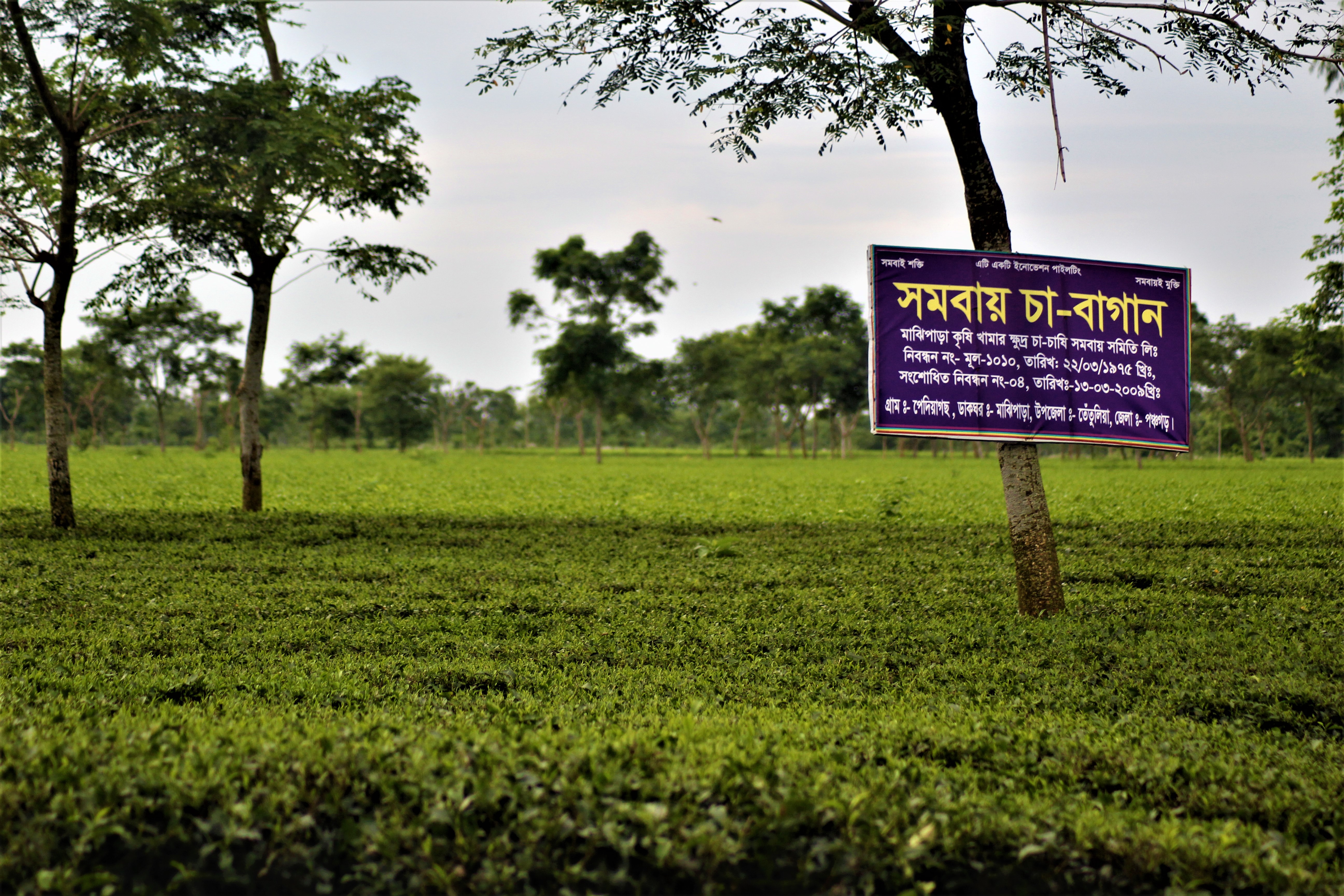 সমবায় চা বাগান-২