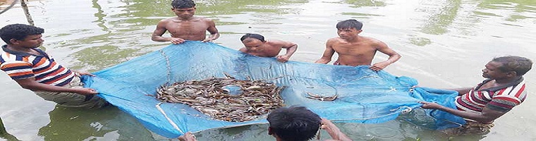 সমবায়ীদের মৎস্য চাষ