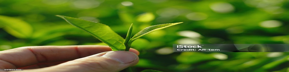 চা বাগান