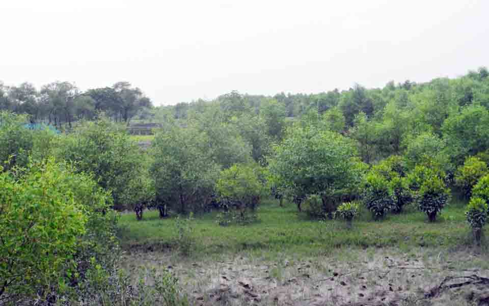 মিনি সুন্দরবন