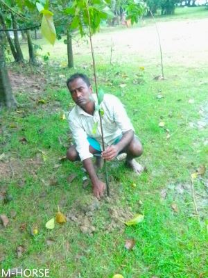 বর্তমান সরকারের নির্বাচনী ইশতেহার বাস্তবায়নের জন্য সুনামগঞ্জ জেলার দিরাই উপজেলায় সমবায় সমিতি কর্তৃক বৃক্ষরোপন
