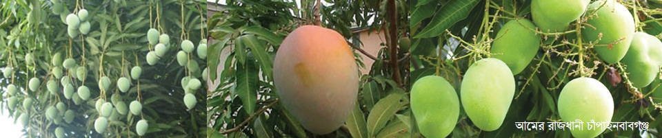 চাঁপাইনবাবগঞ্জের ঐতিহাসিক আম