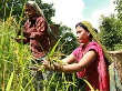 ক্রয় পরিকল্পনা এবং প্রকল্প