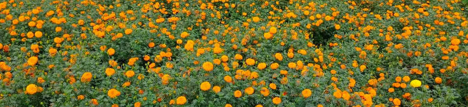 গদখালীর ফুল