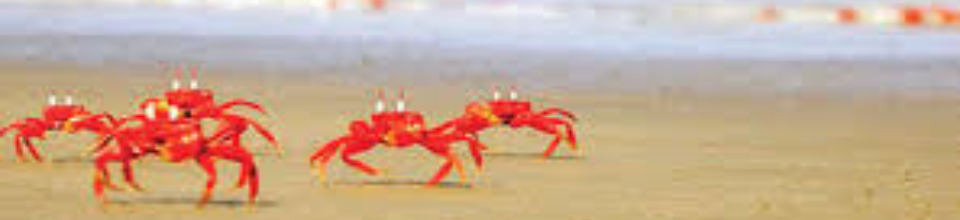 কুয়াকাটা সমুদ্র সৈকত