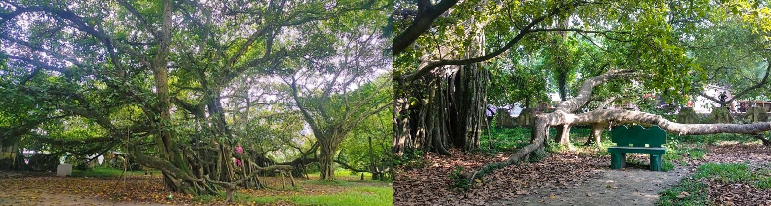 মল্লিকপুর বটগাছ, কালীগঞ্জ, ঝিনাইদহ