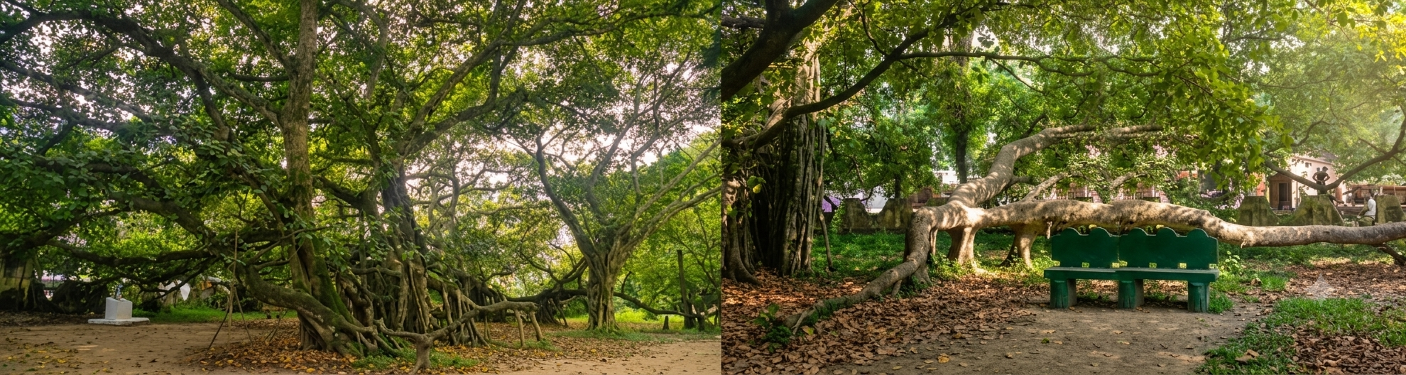 মল্লিকপুর বটগাছ, কালীগঞ্জ, ঝিনাইদহ