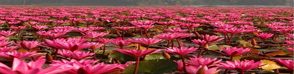 শাপলা ফুল