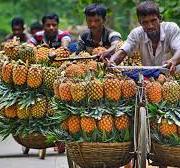 মধুপুর উপজেলা আনারস