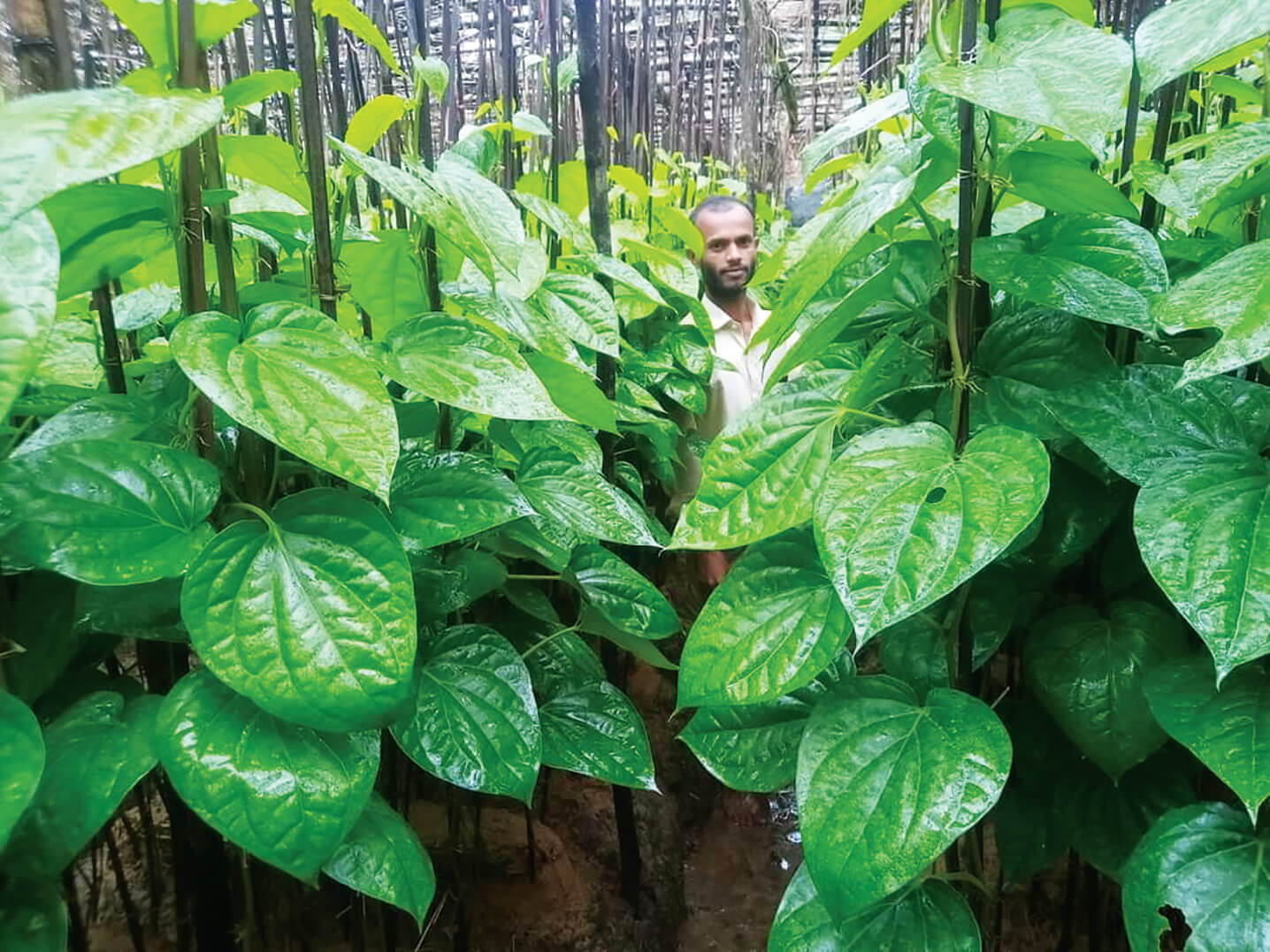 পানের বরজ