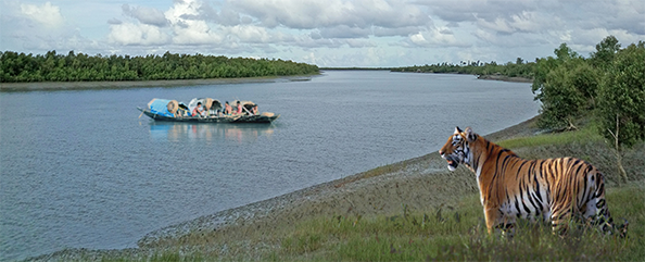 বাংলাদেশের সুন্দরবনের ছবি