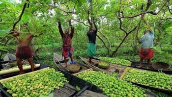 আটঘর কুরিয়ানা পেয়ারা বাগান
