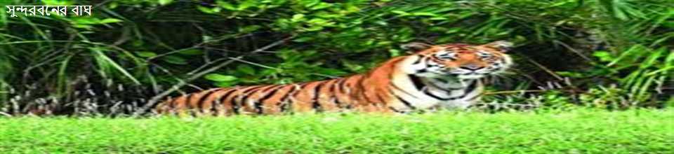 সুন্দরবনের বাঘ