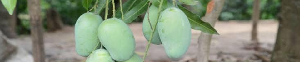 ঐতিহাসিক সোনামসজিদ